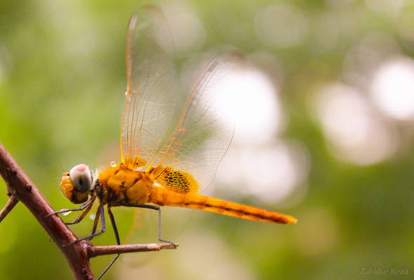 栖息在树枝高清壁纸上的橙色蜻蜓的选择性焦点摄影