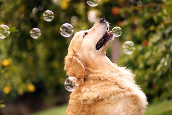 Dog, bokeh, By Champ&Candice, Retriever, Mr.Champ, bubbles