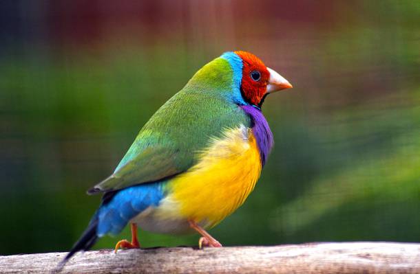 绿色,黄色,红色和蓝色的鸟,gouldian雀高清壁纸
