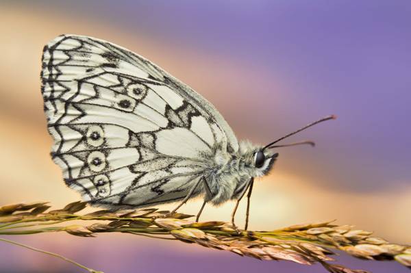 Paperkite蝴蝶栖息在棕色小麦的宏观摄影,大理石花纹的白色高清壁纸