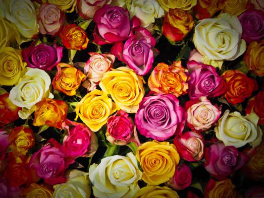 多彩多姿的玫瑰很多高清壁纸