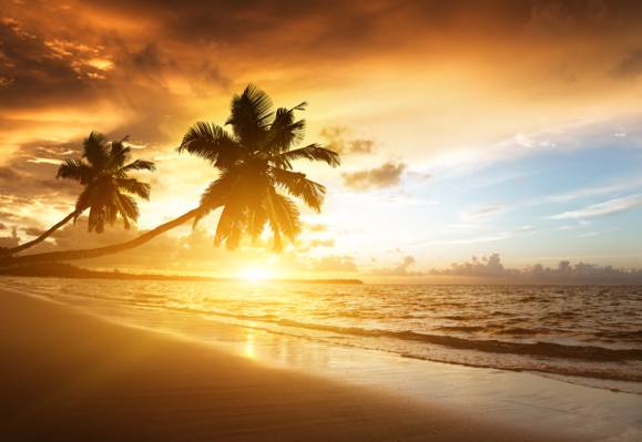 日出,棕榈树,阳光,大海,沙滩,棕榈树,岸边,海洋,阳光,加勒比海,加勒比海,天空,...