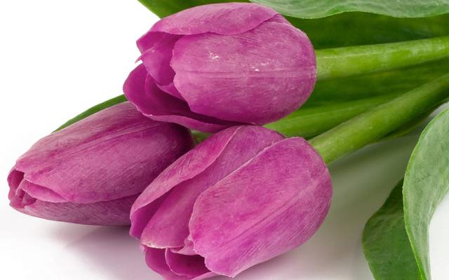 鲜花,美容,花瓣,花束,紫色,郁金香,丁香,郁金香,叶子,美容,花束,花瓣,紫罗兰