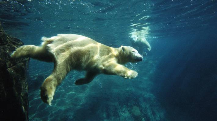 游泳,北极熊,在水下