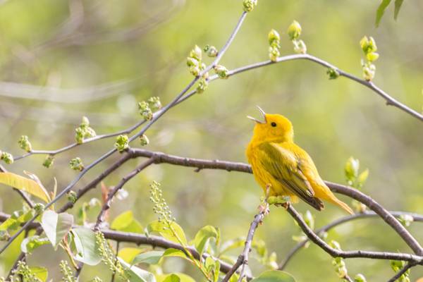 在树枝上的黄色鸟,黄色的莺高清壁纸