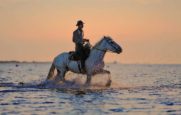 在白天高清壁纸期间骑着马穿过平静的海面的人