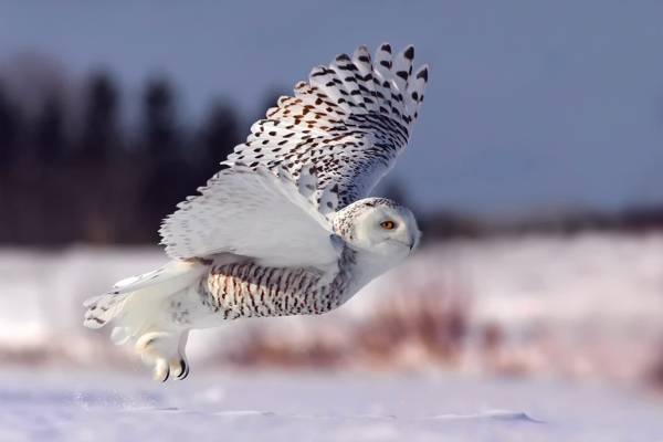 雪ow,崛起,冬天,白色的猫头鹰,雪,飞行,猫头鹰