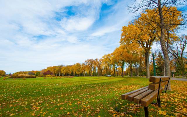 公园,路,板凳,车,树,叶子,草,秋季