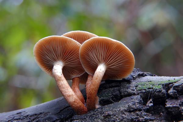 四个棕色蘑菇高清壁纸的选择性焦点摄影