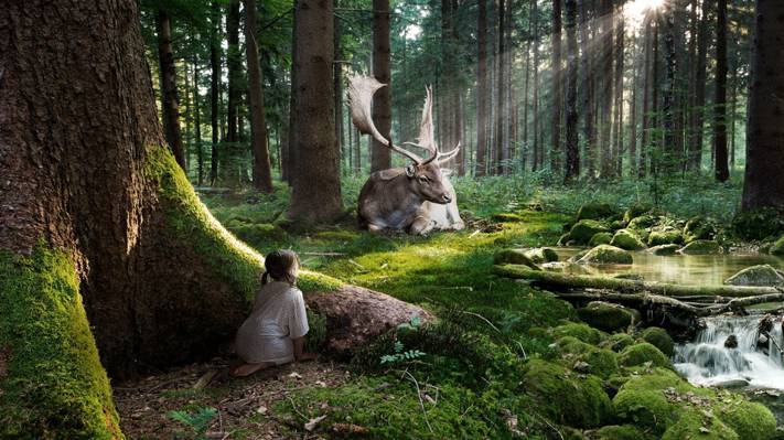 光线,观察,女孩,流,森林,鹿