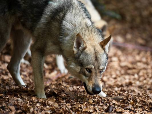灰色和黑狼在树林里白天,狗,捷克斯洛伐克高清壁纸