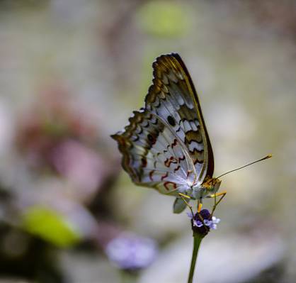 在微距摄影高清壁纸petaled花上的蝴蝶