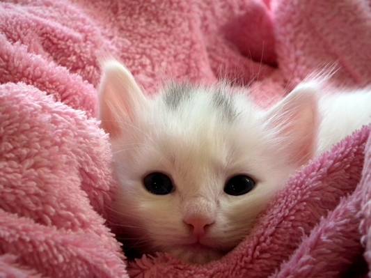 在桃红色纺织品高清墙纸上的白色短涂的小猫