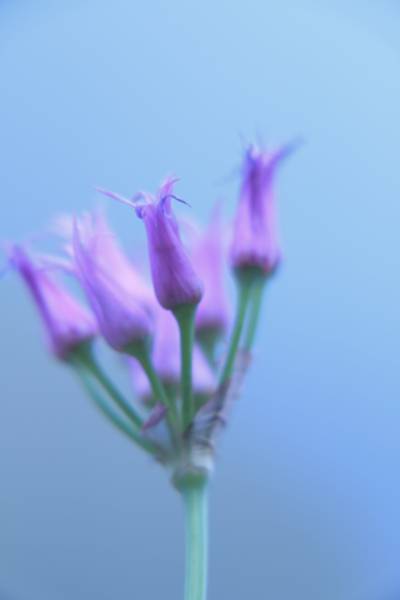 紫色的花蕾在白天高清壁纸的浅焦点摄影
