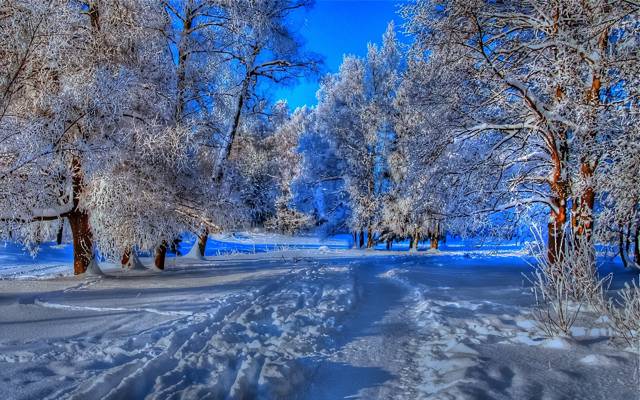 FROST,WINTER,SNOW,FRESHNESS,COOL,TRACES,THE SKY,ROAD,BLUE,TREES,BRANCHES,FOREST,TRAIL