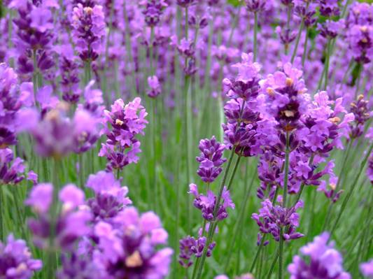 紫色的pledled花田,薰衣草高清壁纸