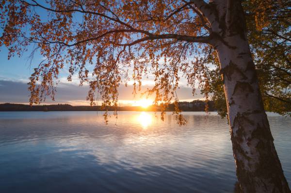 日落,秋天,树枝,桦木,芬兰,湖,树,芬兰,南萨沃,塞马湖,南萨沃尼亚,湖...