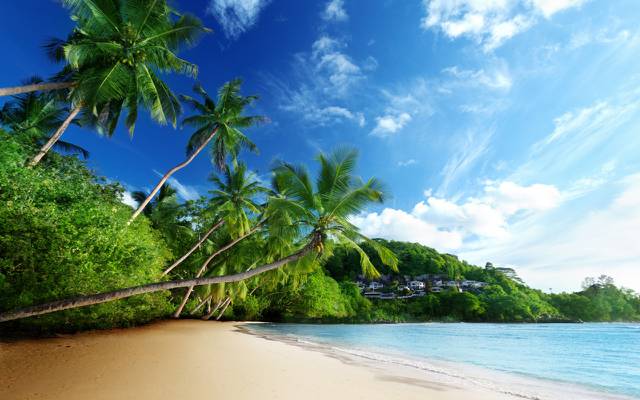 壁纸大海,棕榈树,热带地区,海滩