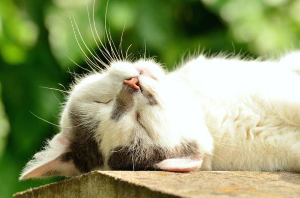白色和黑色的短毛皮猫躺在焦点照片高清壁纸棕色表面上