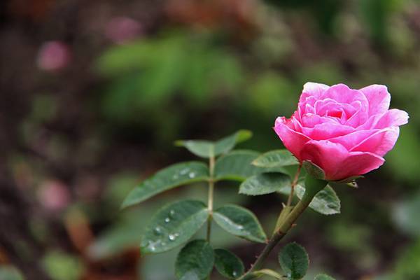选择性焦点摄影的粉红色玫瑰花朵高清壁纸