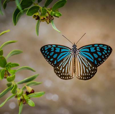 蓝色和黑色的蝴蝶摄影,泰国高清壁纸