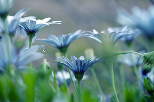 选择性焦点的蓝色Osteospermum花高清壁纸的照片