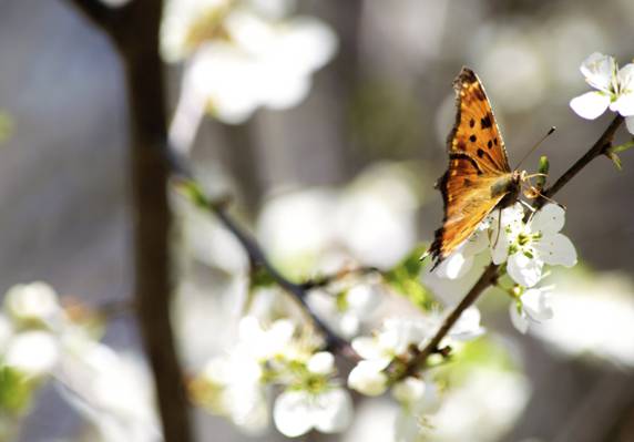 在白天高清壁纸橙色蝴蝶的散景照片