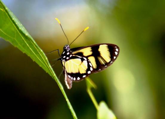 黄色和黑色的蝴蝶,巴西高清壁纸