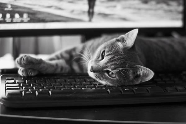 猫躺在电脑键盘灰度照片高清壁纸