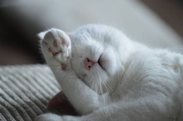 短毛皮白色的猫睡在灰色的灯芯绒纺织特写照片高清壁纸