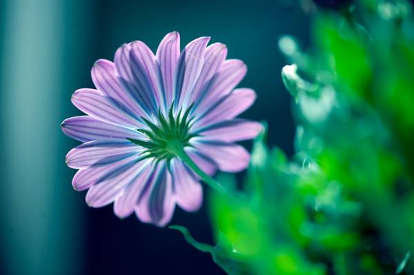 紫色和蓝色花与绿色叶子的浅焦点摄影高清壁纸