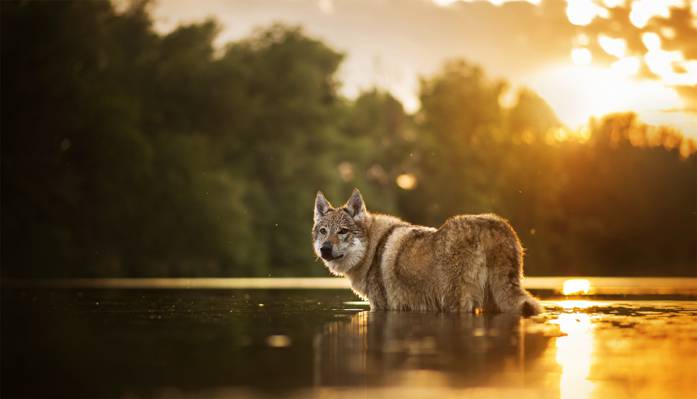 狗,散景,水,Chinua,捷克斯拉夫Wolfdog