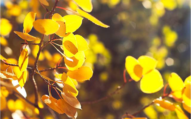 散景,性质,黄色的树叶,分支机构,秋季,叶子