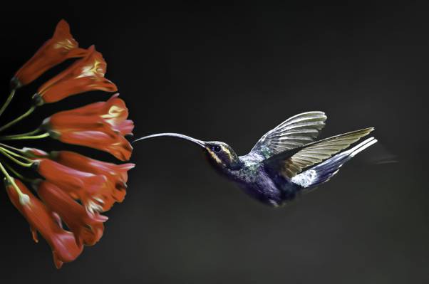 哼唱着鸟和红色花,紫罗兰色sabrewing高清壁纸的浅焦点