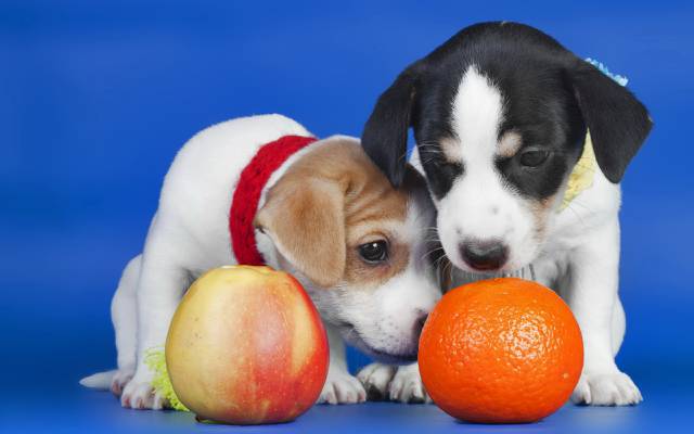 壁纸苹果,橙,小狗