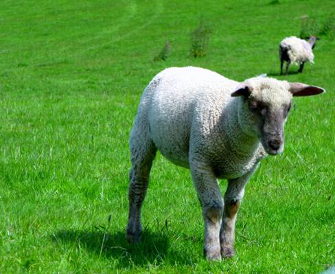 白色的羊肉,在草地上,羊高清壁纸的照片