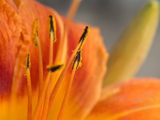 橙色petaled花HD墙纸特写镜头摄影