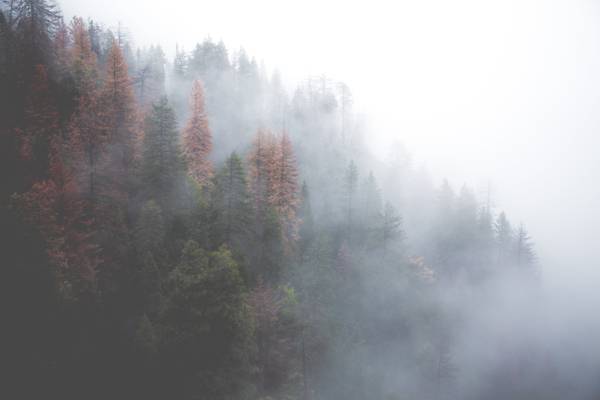 森林雾和天高清壁纸