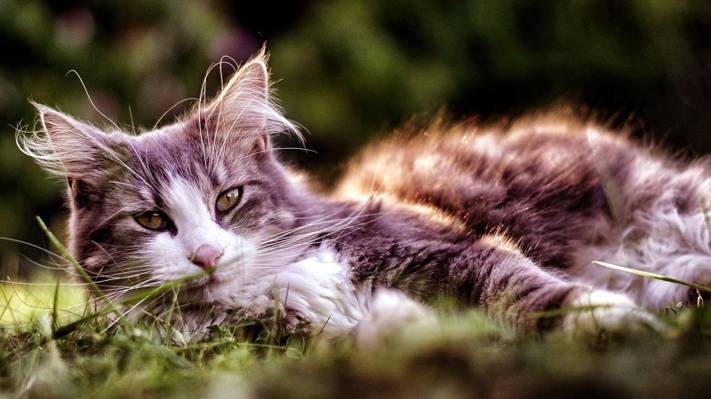 掀动转移摄影的长毛皮灰色和白色的猫咪躺在绿草白天高清壁纸