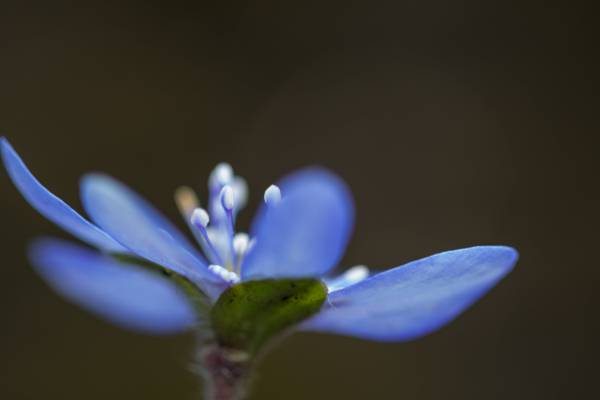 蓝色pallled花,hepatica高清壁纸的选择性的微型摄影