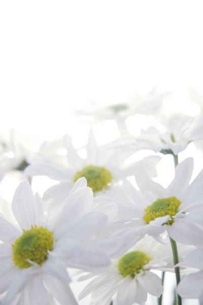在特写照片,雏菊高清壁纸白色的花