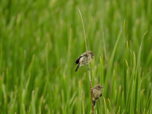 两只鸟在绿色的草地上特写照片高清壁纸