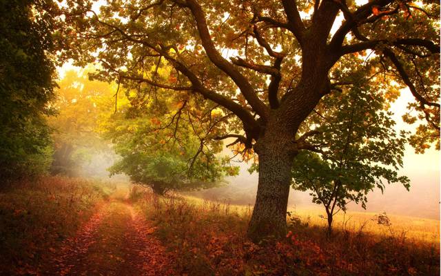 自然,道路,格罗夫,叶子,跟踪,树,黄色,下降,秋天,森林