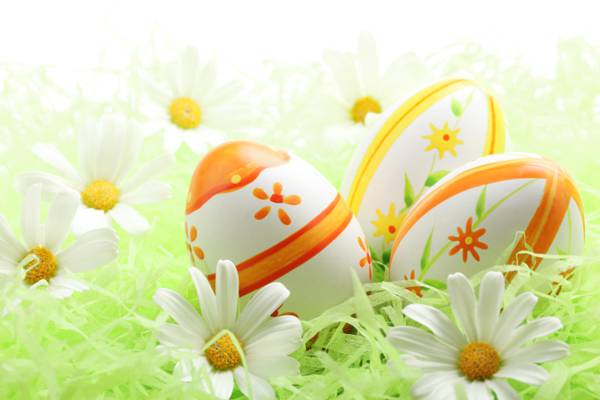 鸡蛋,洋甘菊,假日,复活节