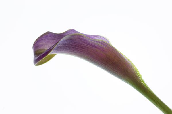 紫色龙阿鲁姆花,马蹄莲高清壁纸
