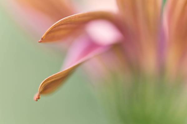 粉红色菊花选择性焦点摄影高清壁纸