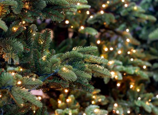 圣诞节,圣诞节,装饰,枞树,圣诞快乐,新的一年