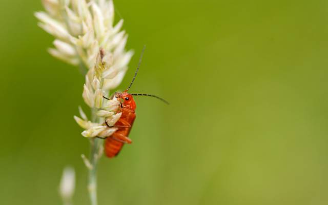 橙色翅膀昆虫的焦点摄影在白色pallled花,战士甲虫HD墙纸