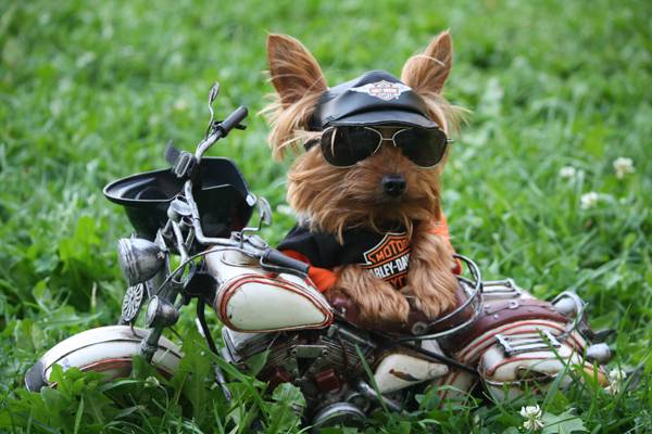狗,眼镜,太阳镜,摩托车,约克夏梗,t恤,摩托车头盔,哈雷戴维森,帽,幽默,草
