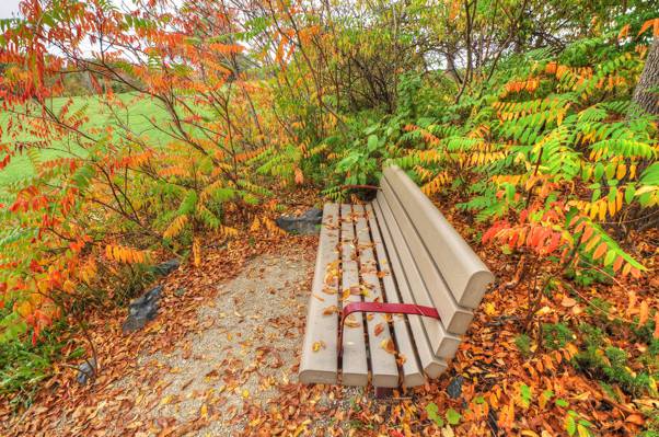 壁纸公园,草,长凳,灌木,秋天,树叶